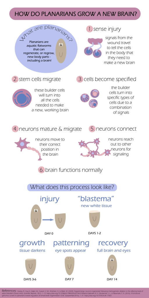 How Do Planarians Grow a New&nbsp;Brain?